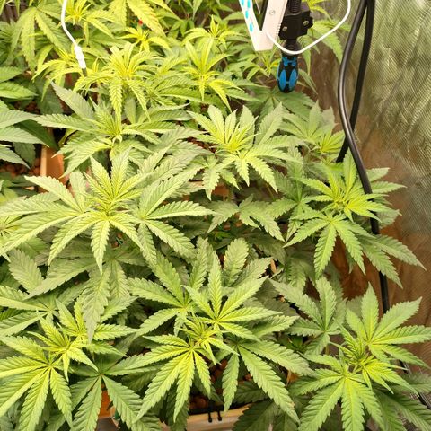 Amnesia Haze growlog photo: Tolta pianta grassa, messo alchol