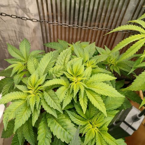 Watermelon Zkittlez growlog timeline photo