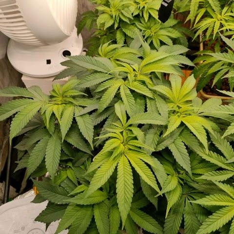 Skunk XL growlog timeline photo