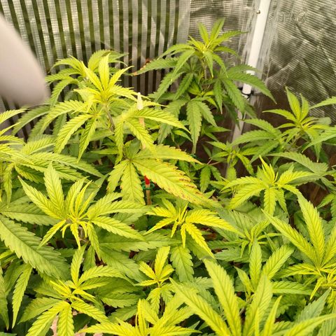 Blackberry Cake growlog timeline photo