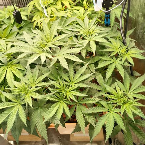 Amnesia Haze growlog timeline photo