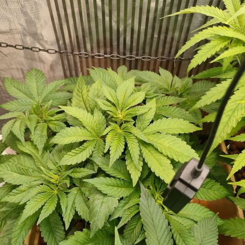 Watermelon Zkittlez growlog timeline photo
