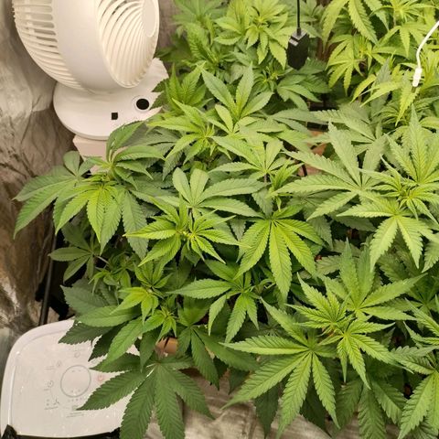 Skunk XL growlog timeline photo