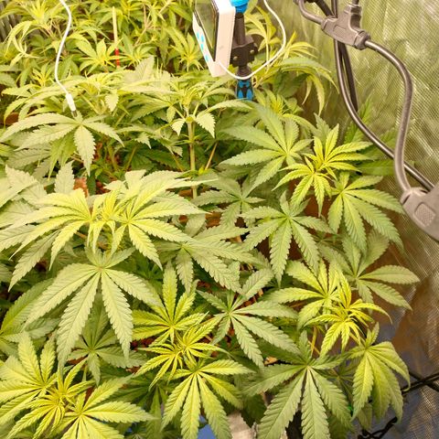Amnesia Haze growlog timeline photo