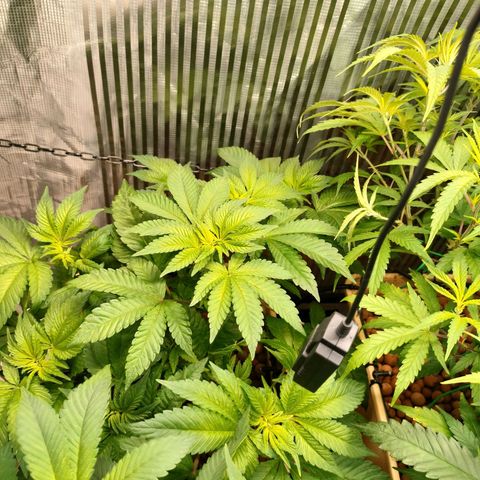 Watermelon Zkittlez growlog timeline photo