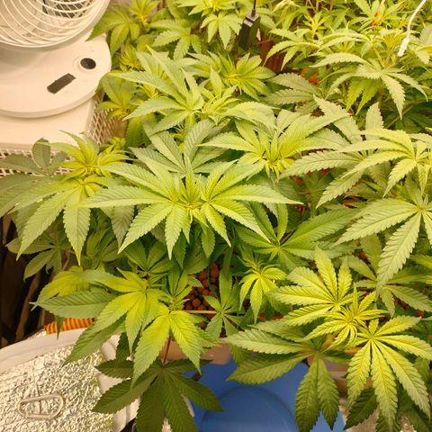 Skunk XL growlog timeline photo