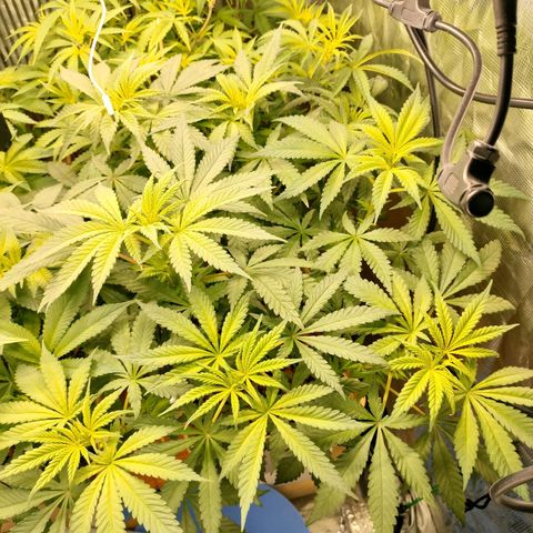 Amnesia Haze growlog timeline photo