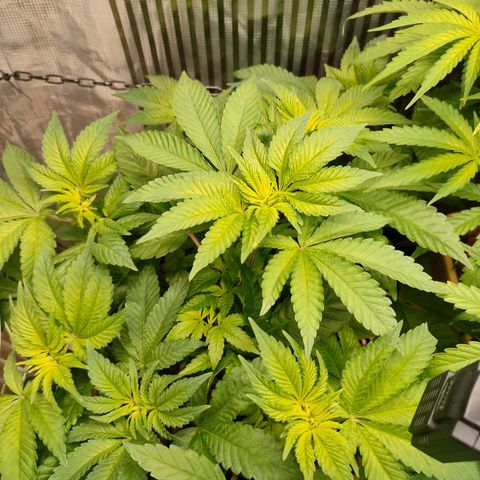 Watermelon Zkittlez growlog timeline photo