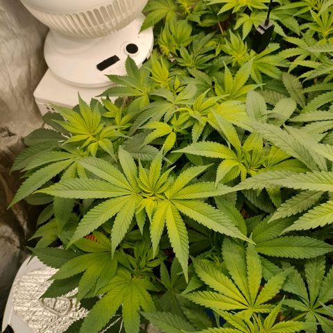 Skunk XL growlog timeline photo
