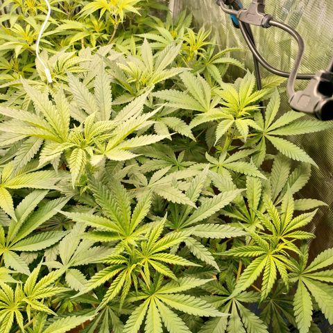 Amnesia Haze growlog timeline photo