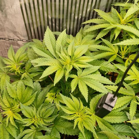 Watermelon Zkittlez growlog timeline photo