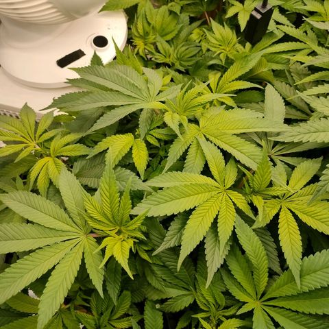 Skunk XL growlog timeline photo