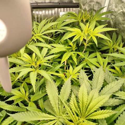 Blackberry Cake growlog timeline photo