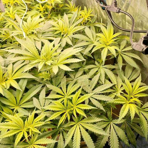 Amnesia Haze growlog timeline photo