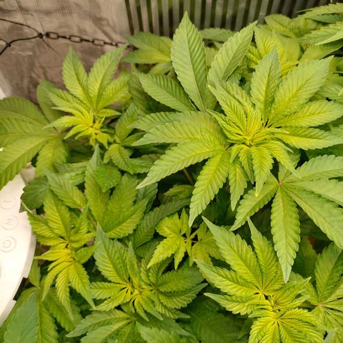 Watermelon Zkittlez growlog timeline photo