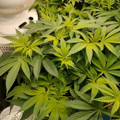Skunk XL growlog timeline photo