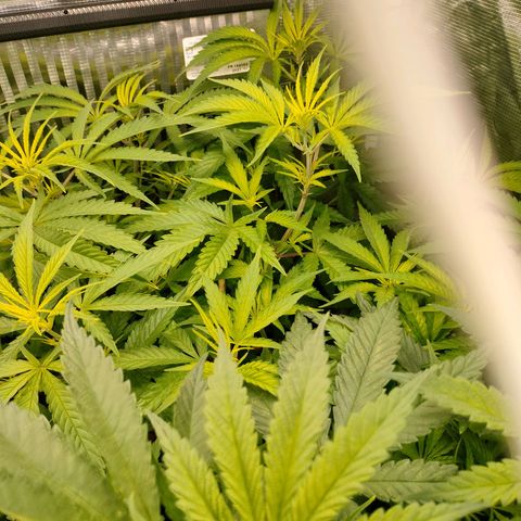 Blackberry Cake growlog timeline photo