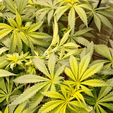 Amnesia Haze growlog photo: Cropping ramo alto
