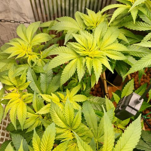Watermelon Zkittlez growlog timeline photo