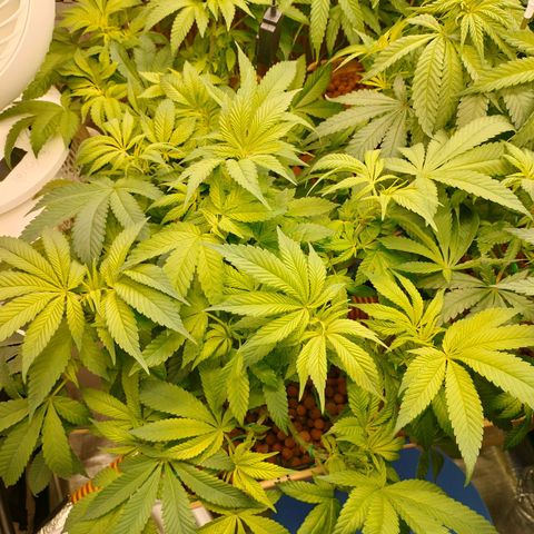 Skunk XL growlog timeline photo