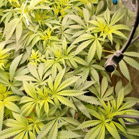 Amnesia Haze growlog timeline photo