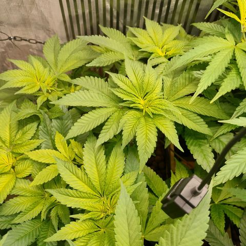 Watermelon Zkittlez growlog timeline photo