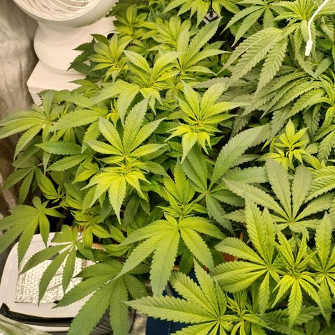 Skunk XL growlog timeline photo