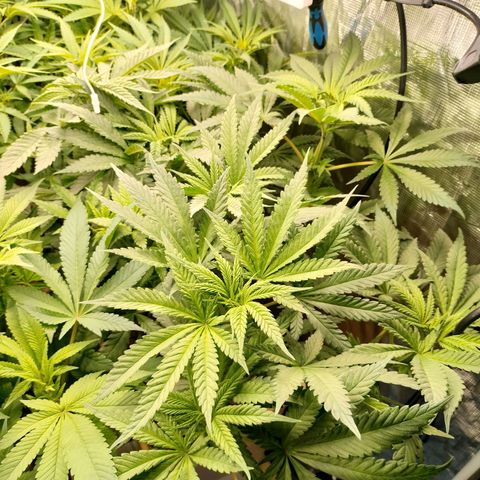 Amnesia Haze growlog timeline photo
