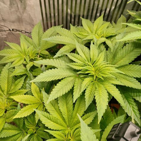 Watermelon Zkittlez growlog timeline photo