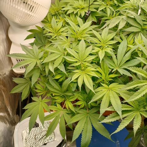 Skunk XL growlog timeline photo