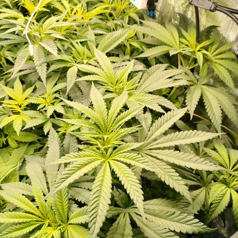 Amnesia Haze growlog timeline photo
