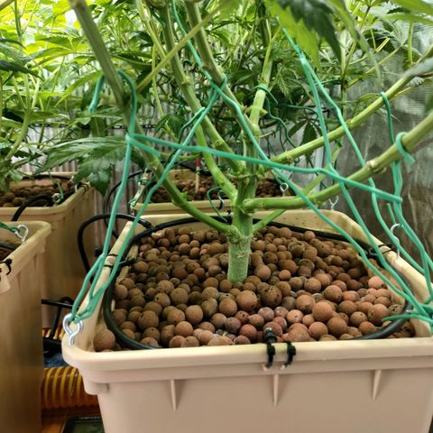 Amnesia Haze growlog timeline photo