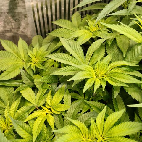 Watermelon Zkittlez growlog timeline photo