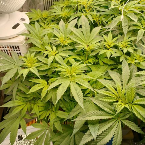 Skunk XL growlog timeline photo