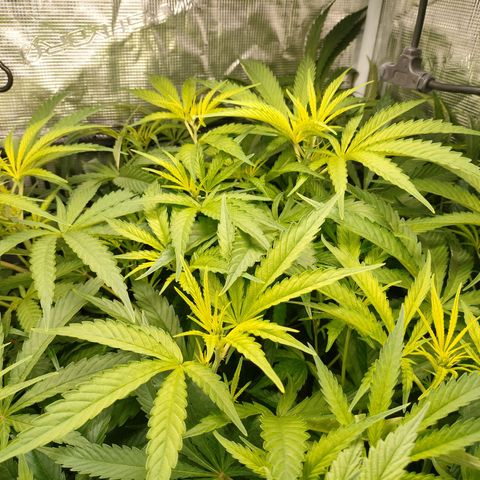 Blackberry Cake growlog timeline photo