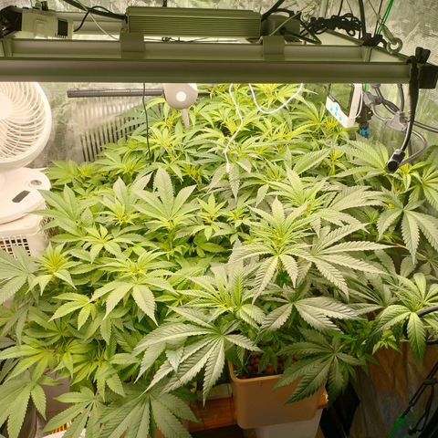 Amnesia Haze growlog timeline photo