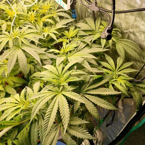 Amnesia Haze growlog timeline photo