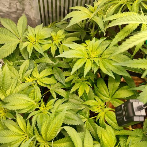 Watermelon Zkittlez growlog timeline photo