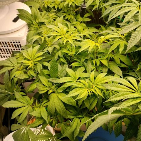 Skunk XL growlog photo: CRACK