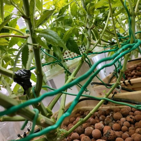 Skunk XL growlog timeline photo