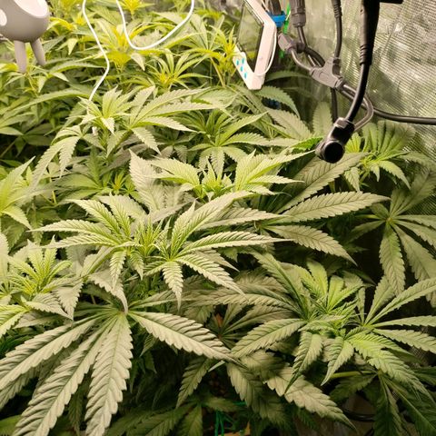 Amnesia Haze growlog timeline photo