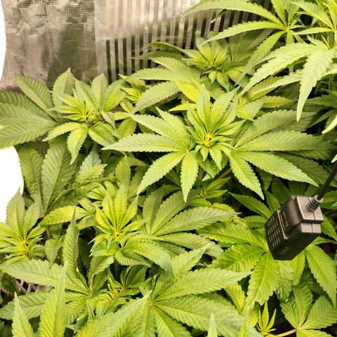 Watermelon Zkittlez growlog timeline photo