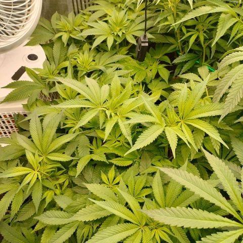 Skunk XL growlog timeline photo