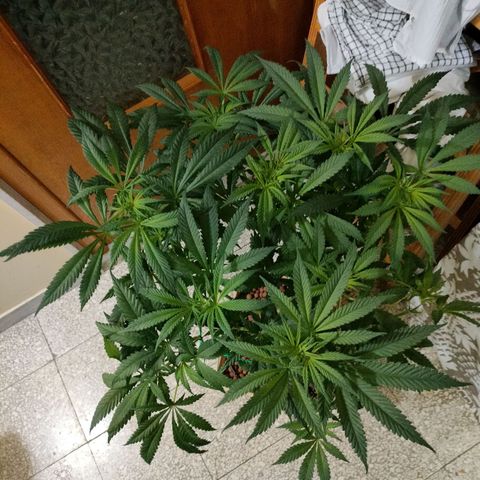 Amnesia Haze growlog timeline photo