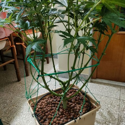 Amnesia Haze growlog timeline photo