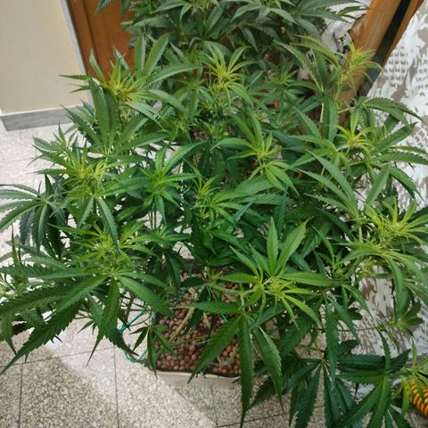 Blackberry Cake growlog timeline photo