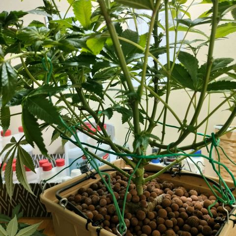 Watermelon Zkittlez growlog timeline photo