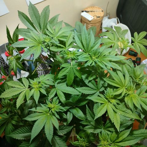 Watermelon Zkittlez growlog timeline photo