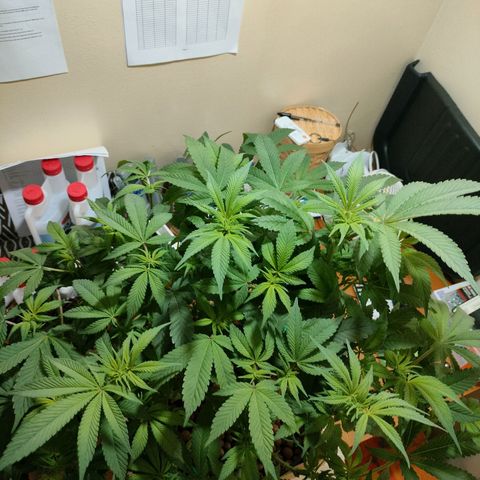Skunk XL growlog timeline photo