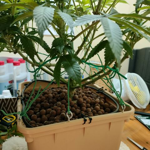 Skunk XL growlog timeline photo